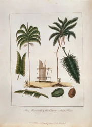 La palma manicole y el árbol del cacao, de «Narrative of a Five Years